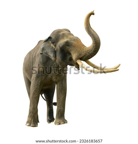 Asian Elephant isolated on white background. Clipping path included. 