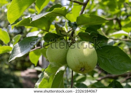 Green apples on a branch. Apples grow on a tree in the garden.