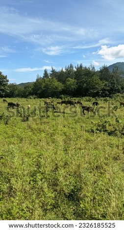 Nature background with blue sky and the cows