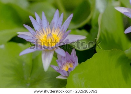 Close picture of Lotus flower on pond with blurry background