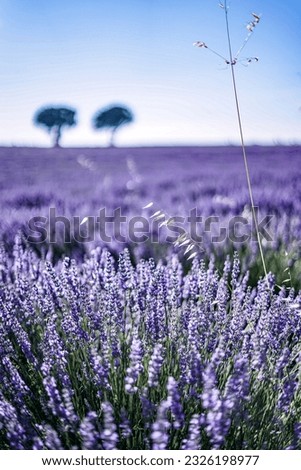 Lavender field with trees in the background on a sunny day at sunset.