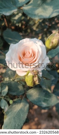 This is Pink Rose picture.