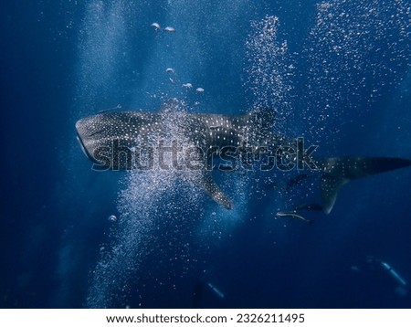 whale shark pictures, biggest fish in the ocean, litteraly