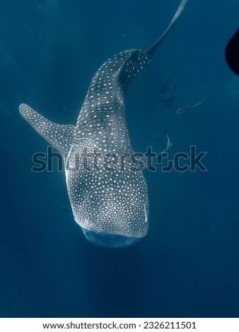 whale shark pictures, biggest fish in the ocean, litteraly