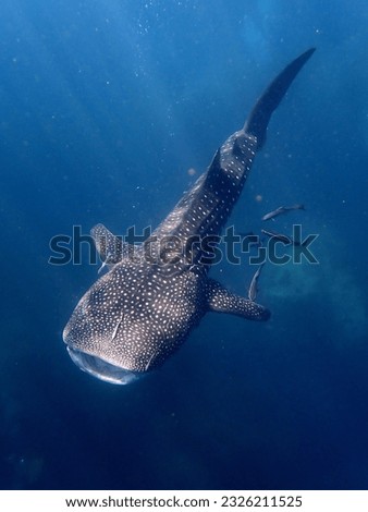 whale shark pictures, biggest fish in the ocean, litteraly