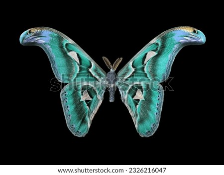 Attacus atlas. Atlas moth. Colorful turquoise tropical Atlas butterfly isolated on black.	