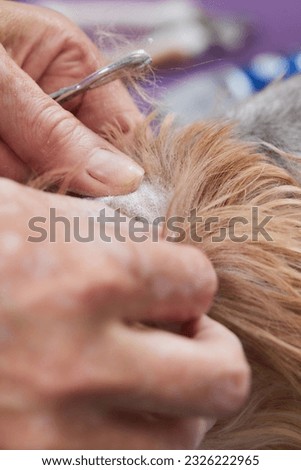 Female groomer haircut yorkshire terrier on the table for grooming in the beauty salon for dogs. Toned picture. Square framing. cleaning of ears