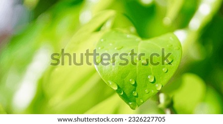 Rain droplet on green leaf, Refreshing nature background Royalty-Free Stock Photo #2326227705