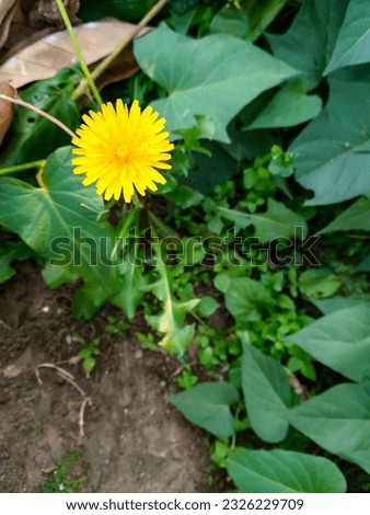Bandung, July 01, 2023 : A yellow wild flower grow and blossom between green leaves in the buss beside street.