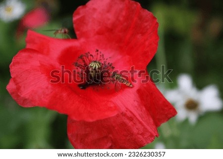 Red poppy flower and bees in the garden with green leaves background.