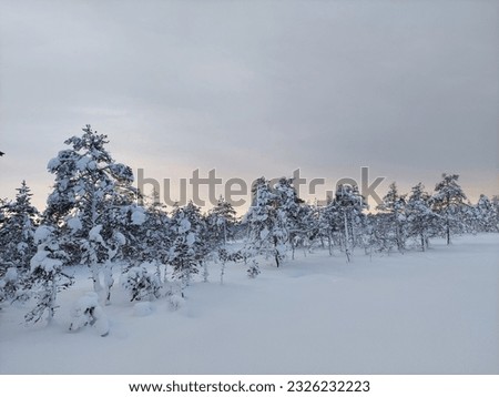 snowy forest with sunset and clouds
