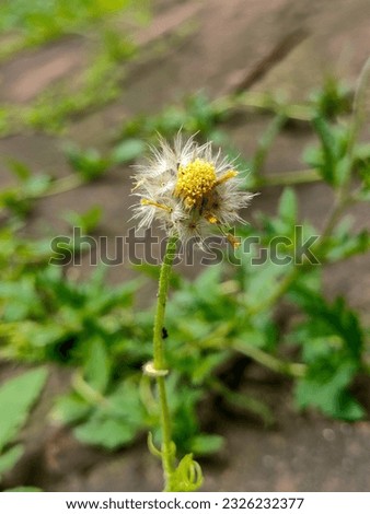 Dandelion flower in the garden, closeup of photo.