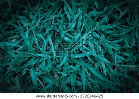 Background of green grass, texture Ideal for use in the design.vignetting
