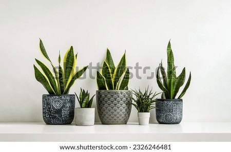 Sansevieria or snake plants in different ceramic flowerpots on the light background, connecting with nature and indoor garden concept