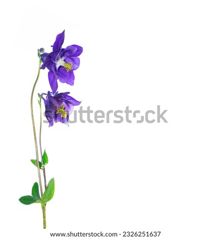 Bright aquilegia flower isolated on white background. Nature.
