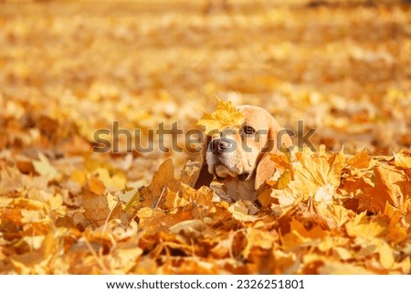 Beagle dog in autumn leaves - a delightful stock photo capturing the joy and playfulness of this adorable breed amidst colorful foliage.