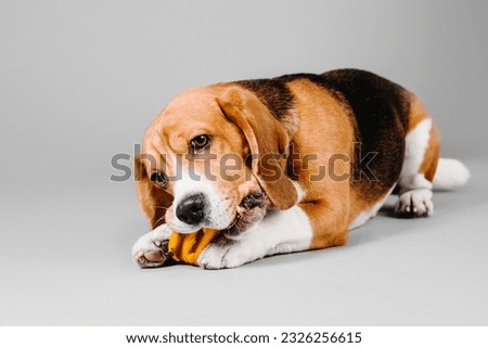 Beautiful beagle dog on grey studio background - a captivating stock photo capturing the charm and elegance of this beloved breed. The beagle's expressive eyes and adorable floppy ears make it a perfe Royalty-Free Stock Photo #2326256615