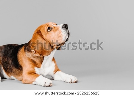 Beautiful beagle dog on grey studio background - a captivating stock photo capturing the charm and elegance of this beloved breed. The beagle's expressive eyes and adorable floppy ears make it a perfe