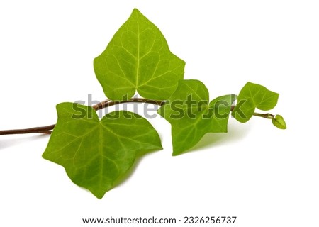 Ivy branch  isolated  on white background Royalty-Free Stock Photo #2326256737