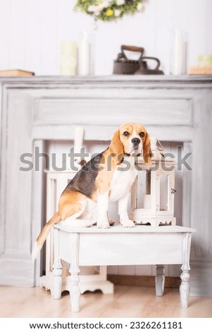 Adorable beagle dog at home - a humorous and endearing stock photo capturing the cuteness of this canine companion. The dressed-up dog adds a touch of whimsy and playfulness to the scene, creating a 