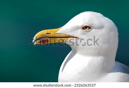 Portrait picture, animal portrait of a seagull