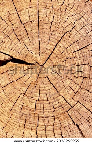 Slice of wood timber with rings and cracks as natural pattern, abstract nature background. Natural wooden organic texture wallpaper, screensaver, design element, monochrome nature gradient colored