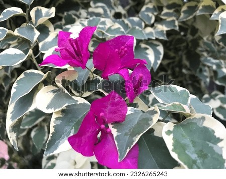 The bougainvillea pink spotted leaves