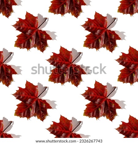 Seamless pattern of colorful autumn maple leaves with hard light isolated on white background. Warm colors of Autumn