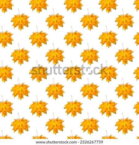 Seamless pattern of colorful autumn maple leaf isolated on white background. Warm colors of Autumn
