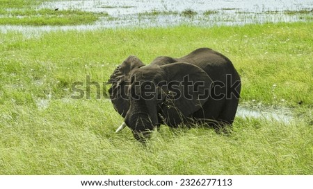 Elephant grazes in the wetlands of Chobe river Botswana