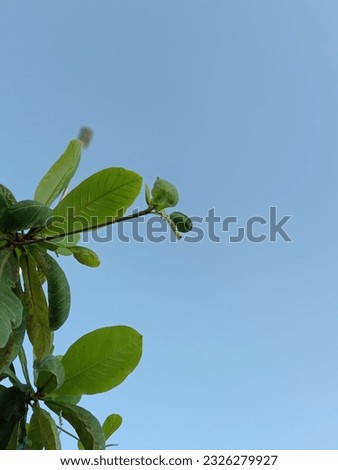 flower with leaf and blue sky background  Royalty-Free Stock Photo #2326279927