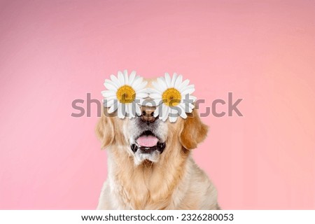 portrait of a funny cute dog with daisy glasses.