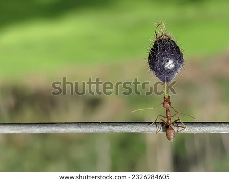 image of a red ant or Weaver ant ( Oecophylla smaragdina) lifting a fruit.  green and blurred background