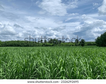 Photograph of green sugarcane in nature forest and sky