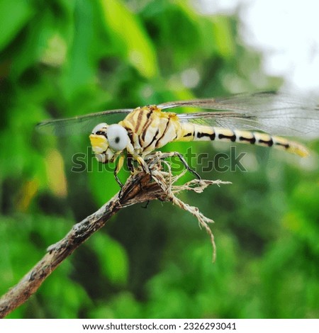 Beautiful Dragonfly with nature background, closeup dragon fly picture.