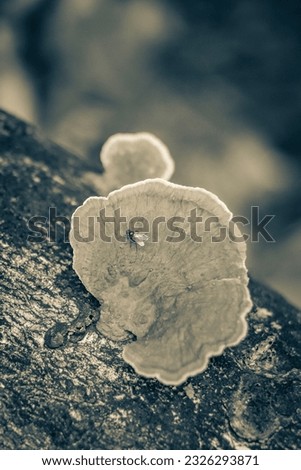 Black and white picture of the tropical natural jungle forest with moss mushrooms fungi lichens on trees hiking trail on the big tropical island Ilha Grande in Angra dos Reis Rio de Janeiro Brazil.