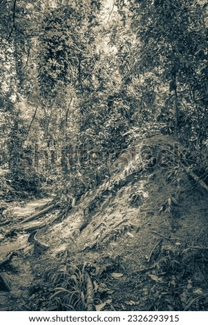 Black and white picture of the tropical natural jungle forest with ant and termite mound at hiking trail and path on the big tropical island Ilha Grande in Angra dos Reis Rio de Janeiro Brazil.