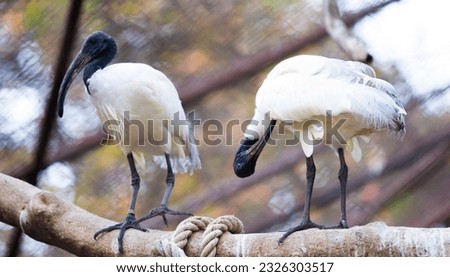 A black-headed ibis Threskiornis melanocephalus perched on a bra