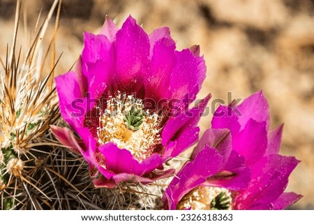 The purple blooms of the hedgehog cactus (Echinocereus triglochidiatus), or Claretcup cactus of Arizona in full sunlight. Royalty-Free Stock Photo #2326318363