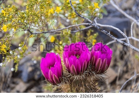 The purple blooms of the hedgehog cactus (Echinocereus triglochidiatus), or Claretcup cactus of Arizona in full sunlight. Royalty-Free Stock Photo #2326318405