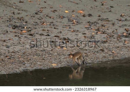 macaque : an adult macaque while sitting in a forest in Thailand.