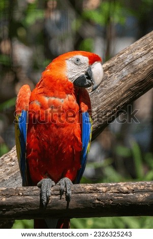 close-up detail photograph of a red scarlet macaw parrot captured in captivity