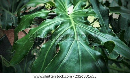 Decorative taro flowers or leaves 