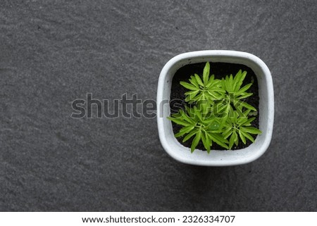 Potted plant on a floor-textured background