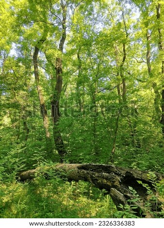 green crowns of deciduous trees in a dense summer forest