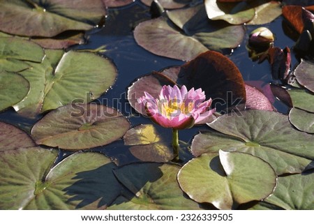 Close up of a single pink pink water lily on the pond
