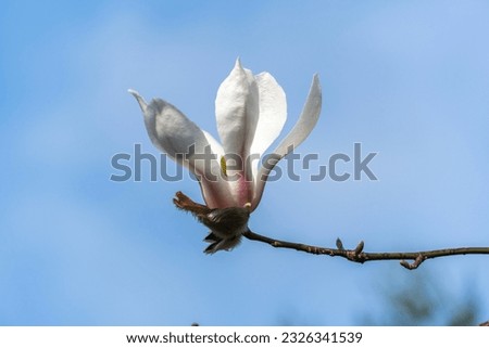 Beautiful white flower on branch of magnolia kobus (Kobushi) against blue sky. Selective focus. Close-up There is space for your text. Nature concept for design.
