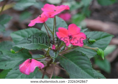 flower plants in the garden with various colors of leaves and flowers
