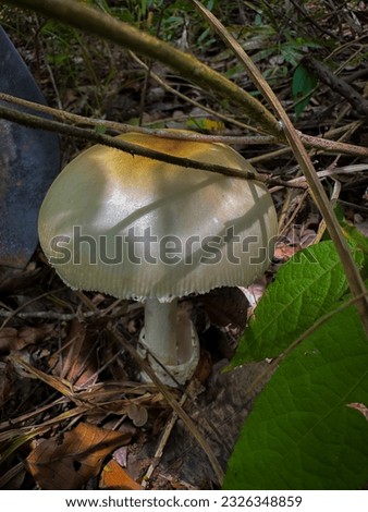 Hiking, nature tourism, mushrooms that occur in the forest in the middle of the forest.