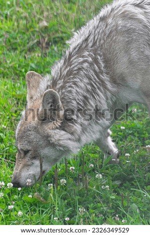 Grey wolf, (Canis Lupus), smelling the flowers of the green grass, close view

